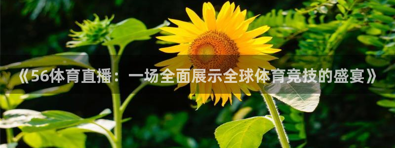 《56体育直播：一场全面展示全球体育竞技的盛宴》