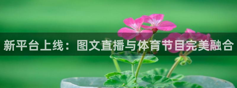 新平台上线：图文直播与体育节目完美融合